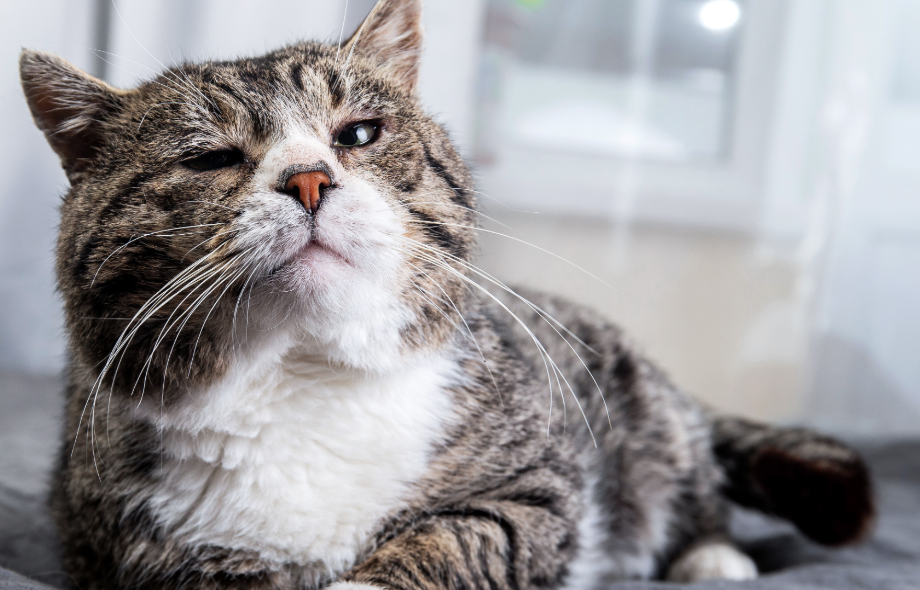 understanding pain and mobility problems in cats