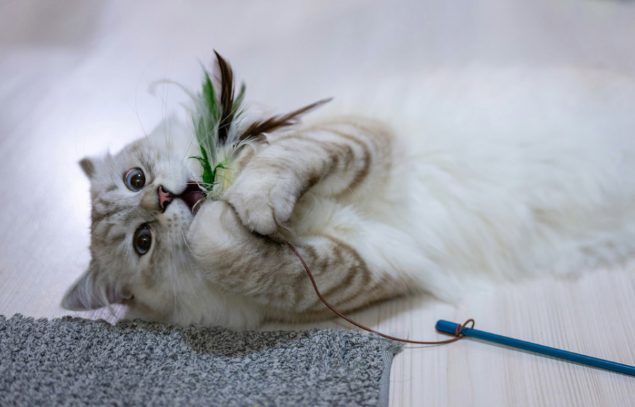 Cat play ideas to beat the Winter blue | PawSquad