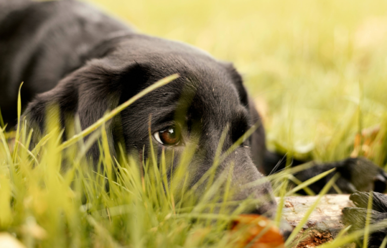 Fleas in dogs | PawSquad