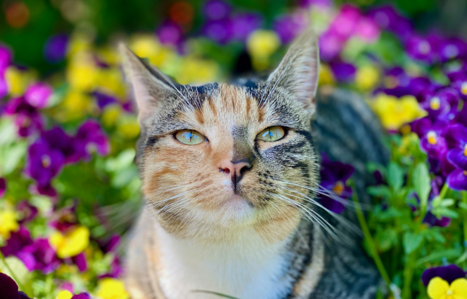 Spring toxins in pets | PawSquad