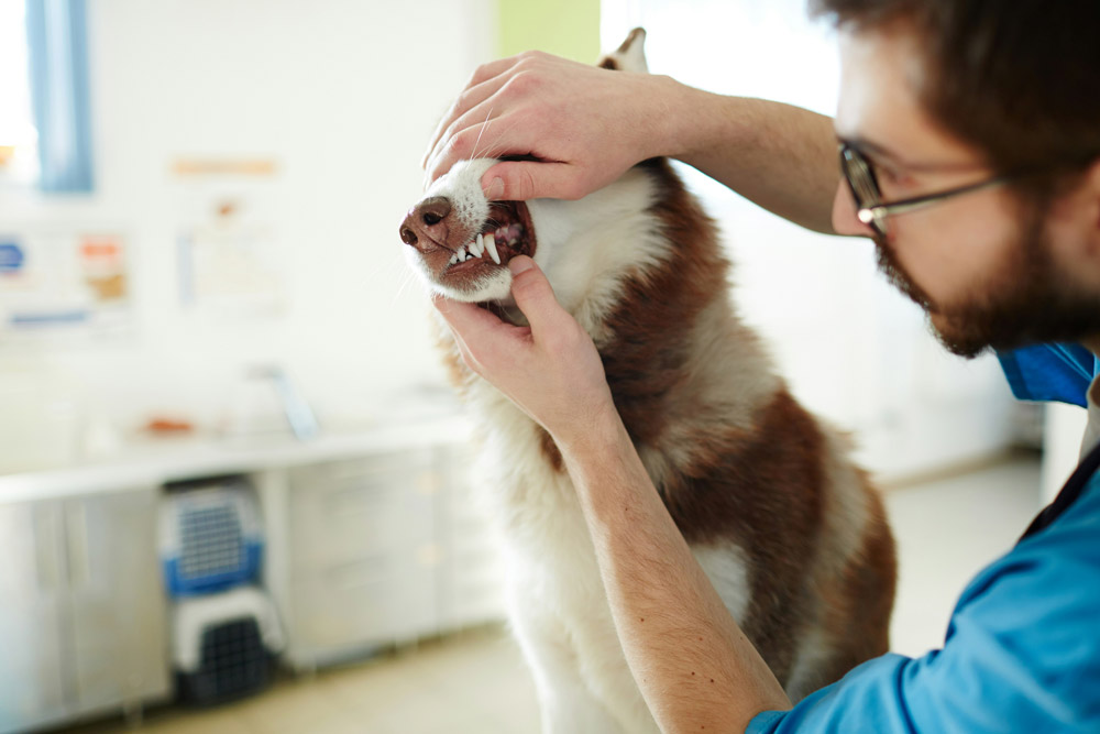 Dental disease in dogs | PawSquad