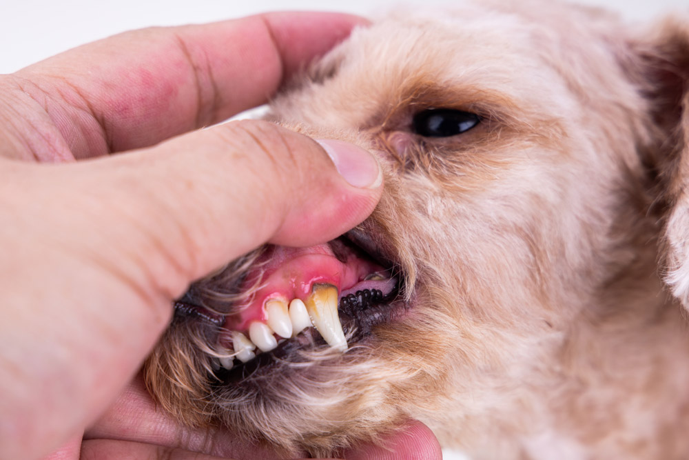 Dental disease in dogs- Gingivitis | PawSquad