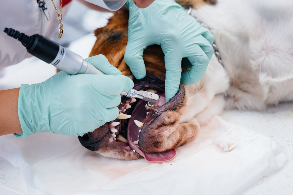 Dental disease in dogs - periodontitis | PawSquad