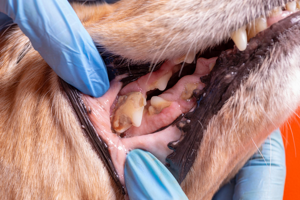 Dental disease in dogs - Tooth Root Abscesses | PawSquad
