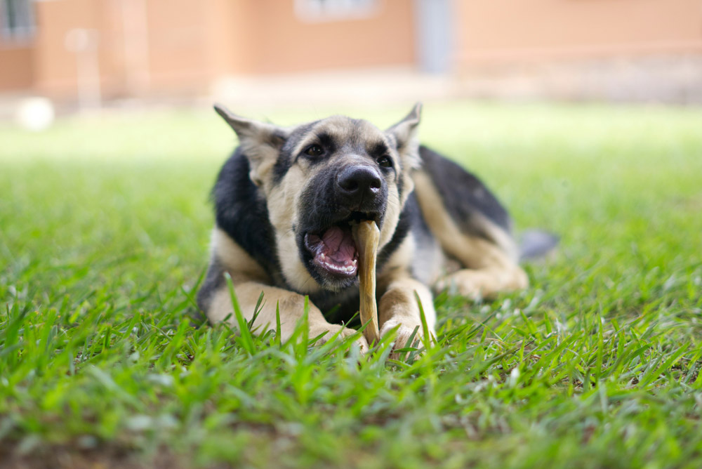 Dental disease in dogs - tooth fracture | PawSquad