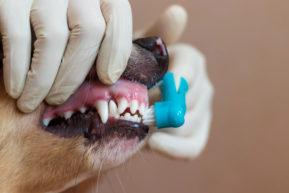 Dental disease in dogs | PawSquad