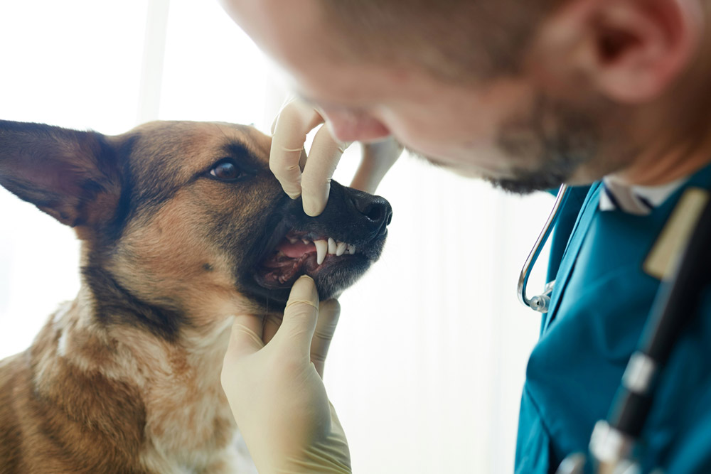 Dental disease in dogs | PawSquad
