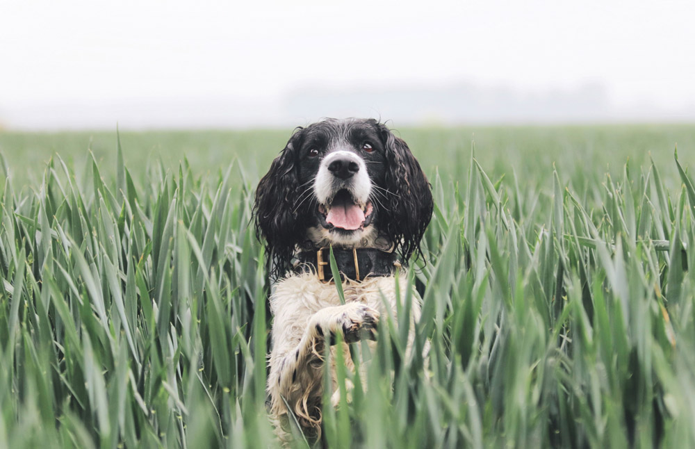 Fleas in dogs | PawSquad