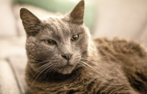 Pet quality of life | PawSquad