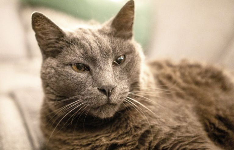 Pet quality of life | PawSquad