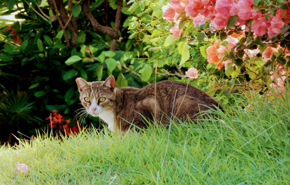 Spring toxins in pets | PawSquad