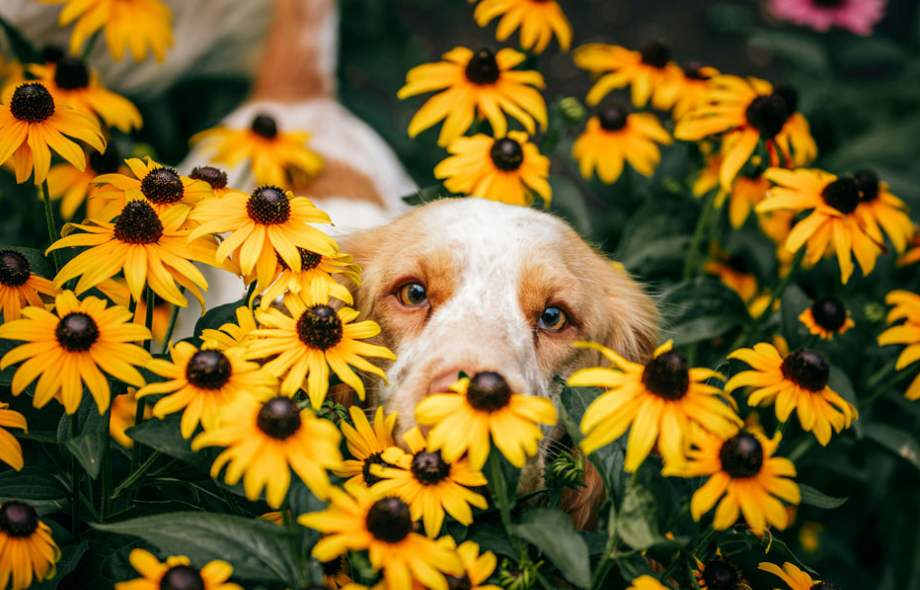 Toxic garden bulbs and flowers to pets | PawSquad