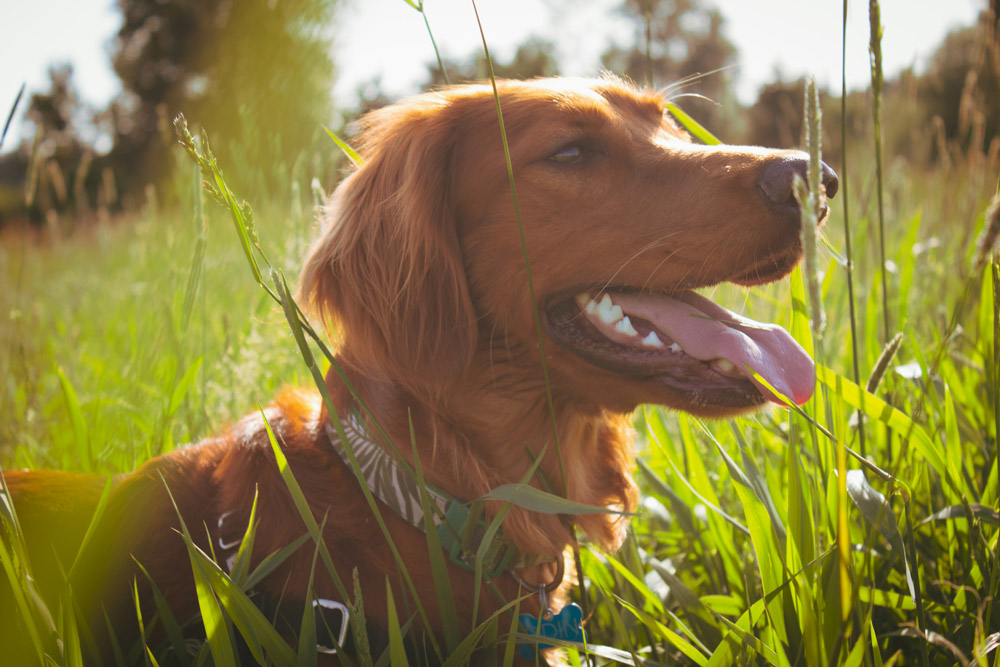 Grass seeds in dogs | PawSquad