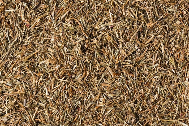 Grass seeds in dogs | PawSquad
