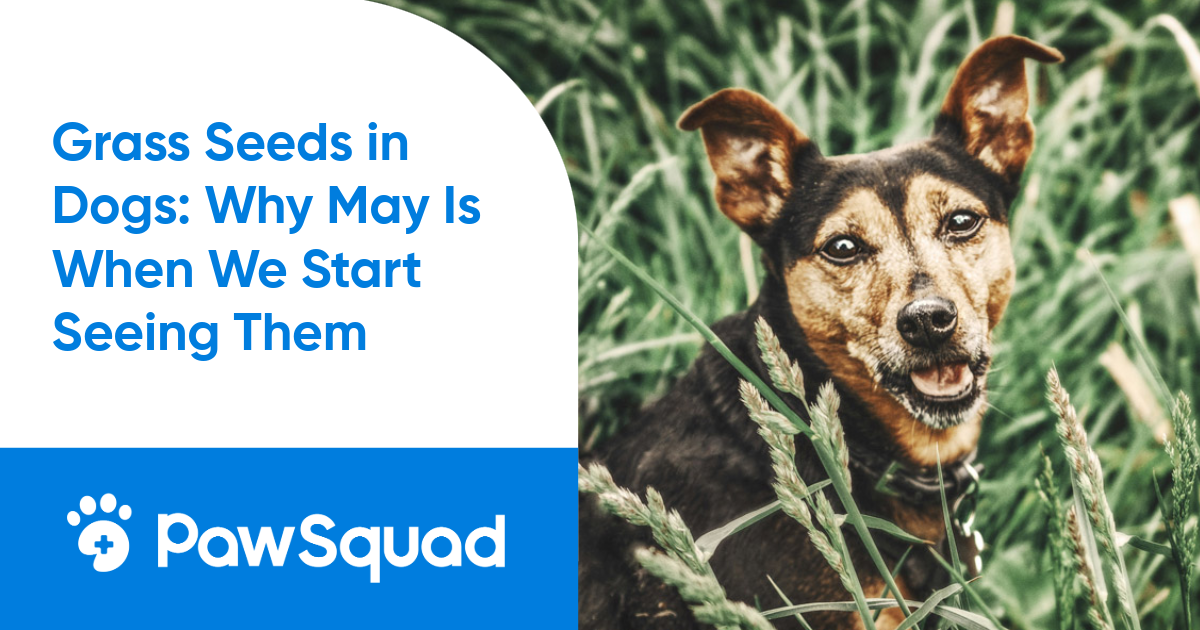 Grass Seeds in Dogs: Vet Advice for UK Owners | PawSquad