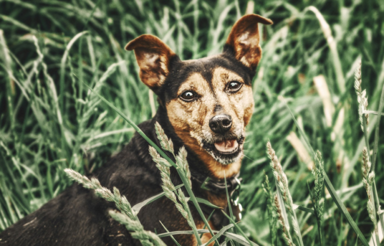 Grass seeds in dogs | PawSquad
