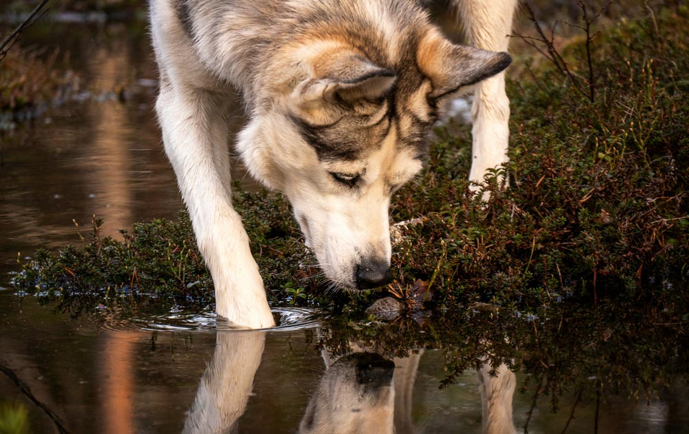 Lungworms in dogs | PawSquad