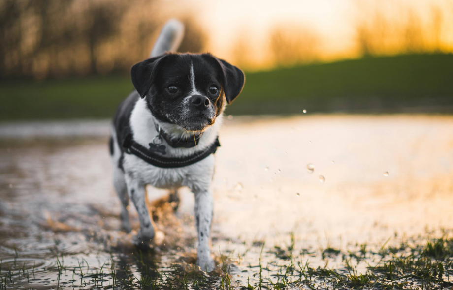 Lungworms in dogs | PawSquad