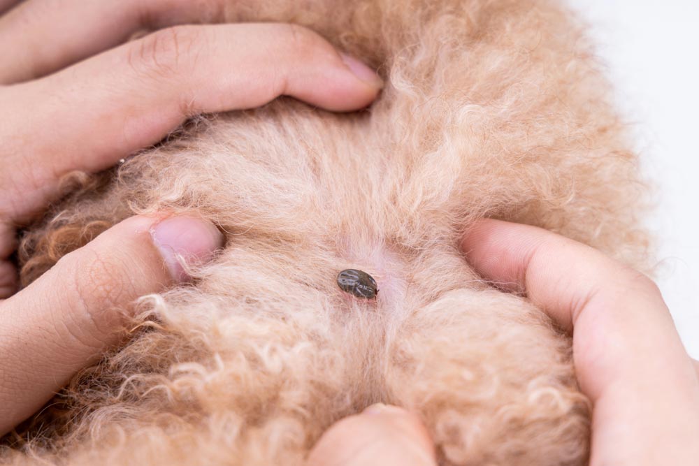 Ticks in dogs and cats - adult tick | PawSquad