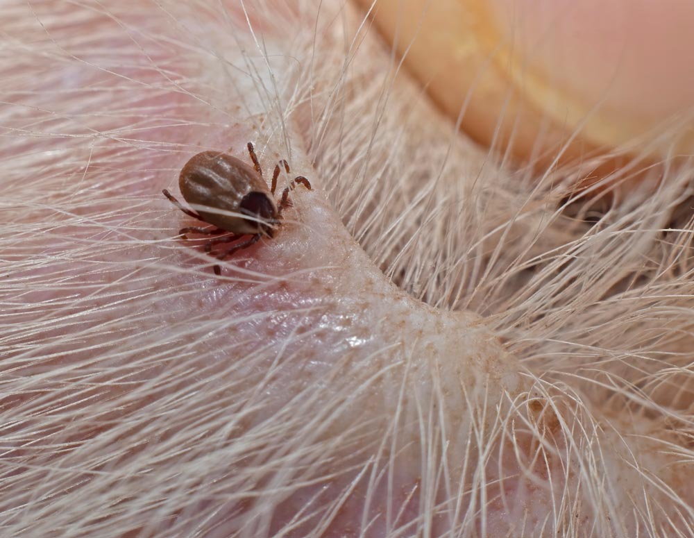 Ticks in dogs and cats - small tick | PawSquad