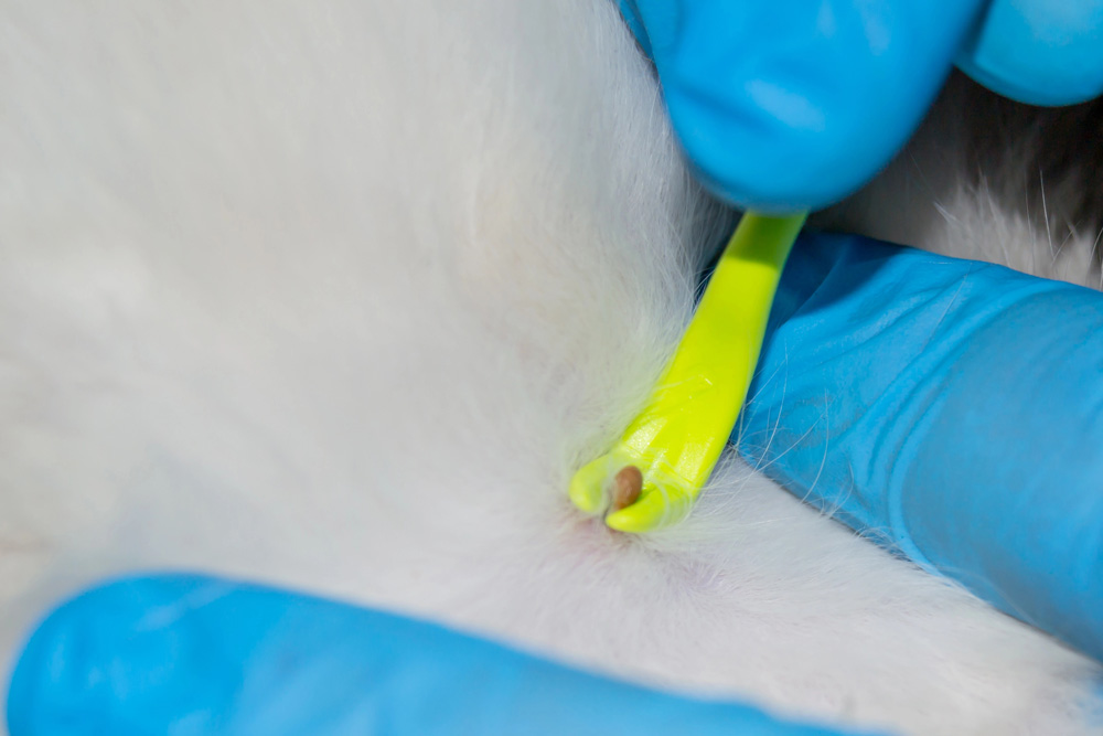Ticks in dogs and cats - tick remover tool | PawSquad