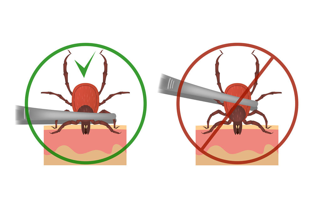 Ticks in dogs and cats - tick removal technique | PawSquad