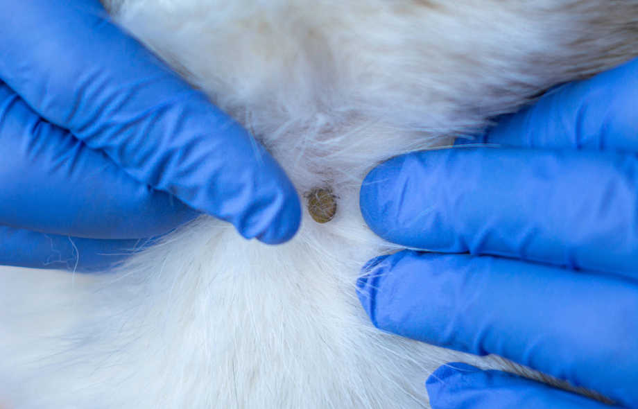 Ticks in dogs and cats | PawSquad