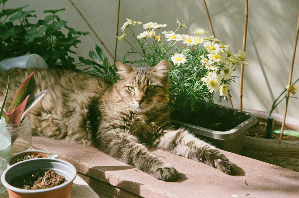 Why Spring vomiting cases spike in April | PawSquad