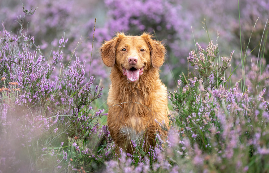 Why Spring vomiting cases spike in April | PawSquad