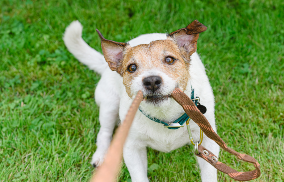 Adolescent dogs