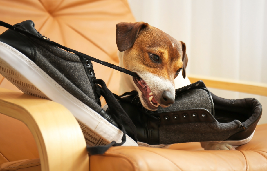 Adolescent dogs