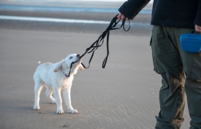 Adolescent dogs
