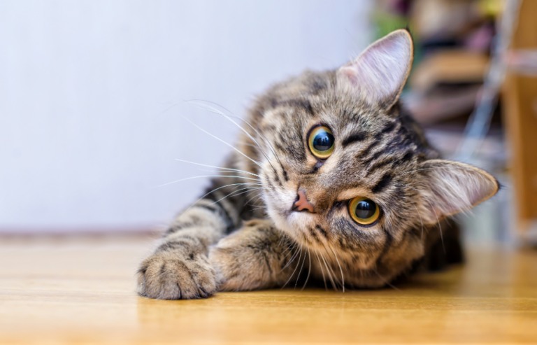 Cat behaviour in April