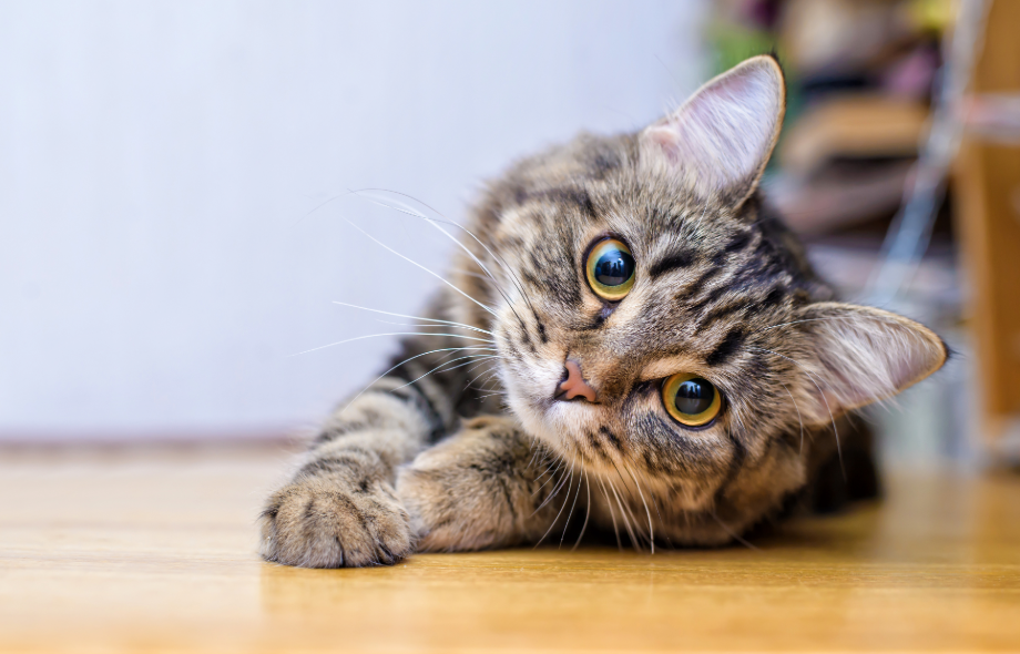 Cat behaviour in April