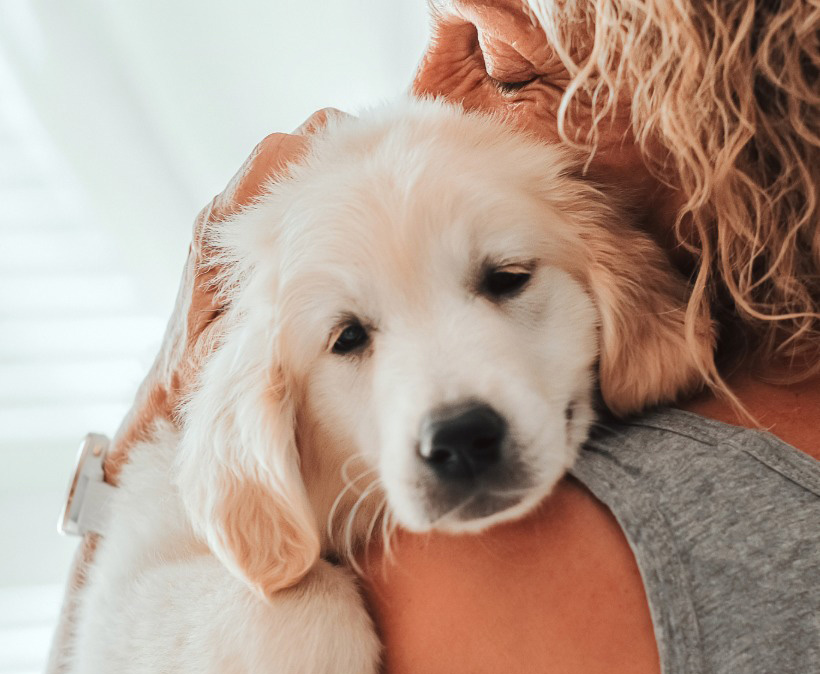 Puppy quality of life assessment being completed by pet owner
