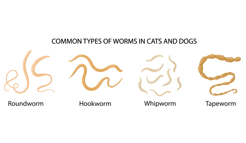 Types of worms found in cats and dogs