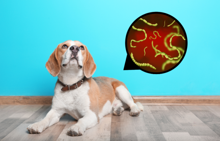 worms in dogs