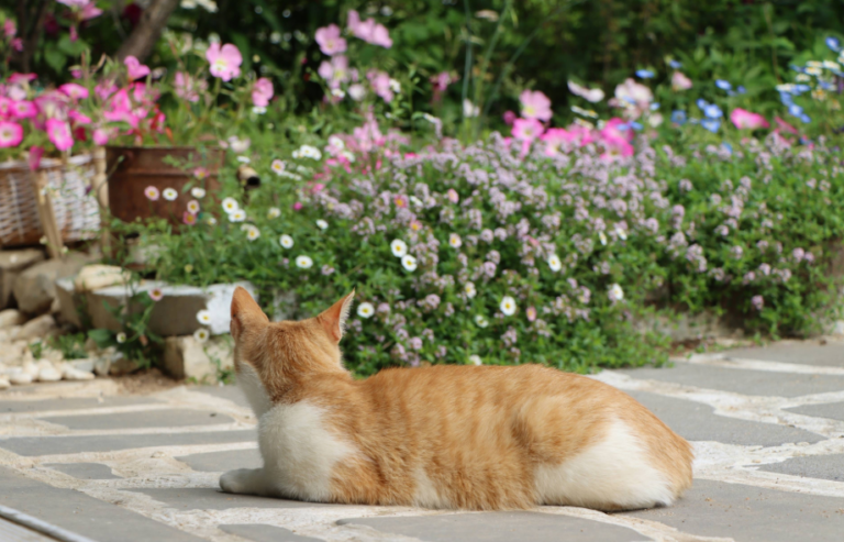 Spring allergies in cats | PawSquad