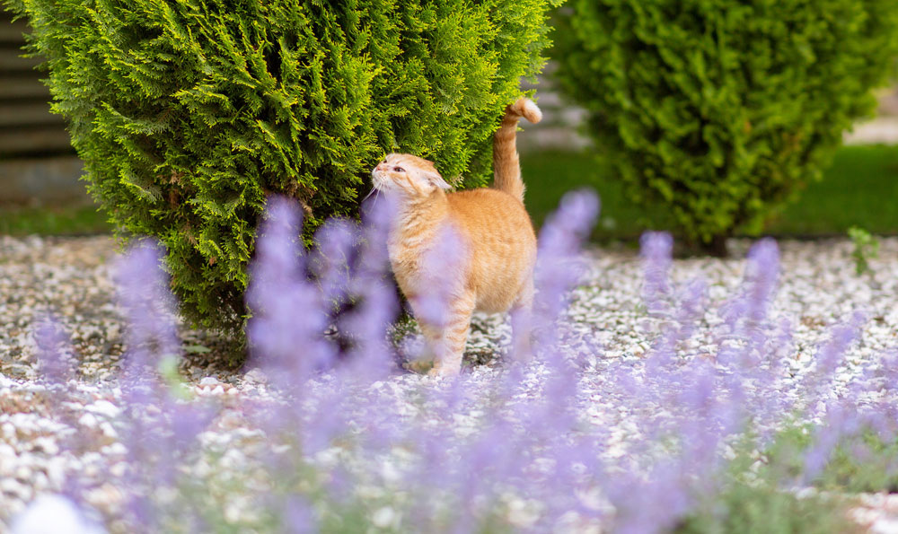 Spring allergies in cats | PawSquad