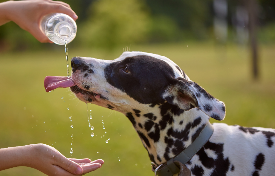 Dog drinking water in-hot weather | Pawsquad Online Pet Advice