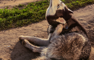 Dog scratching an itch | Pawsquad advice