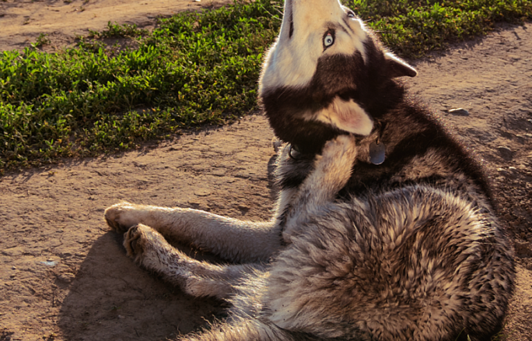 Dog scratching an itch | Pawsquad advice