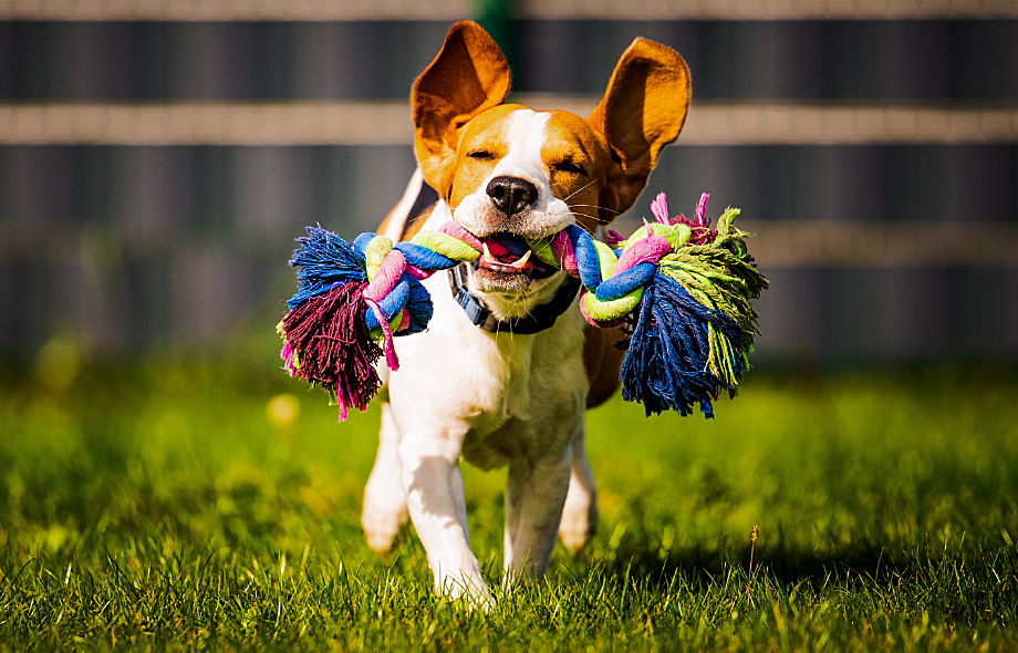 Safe Outdoor Play for Dogs: Playing with rope toy under supervision | Pawsquad