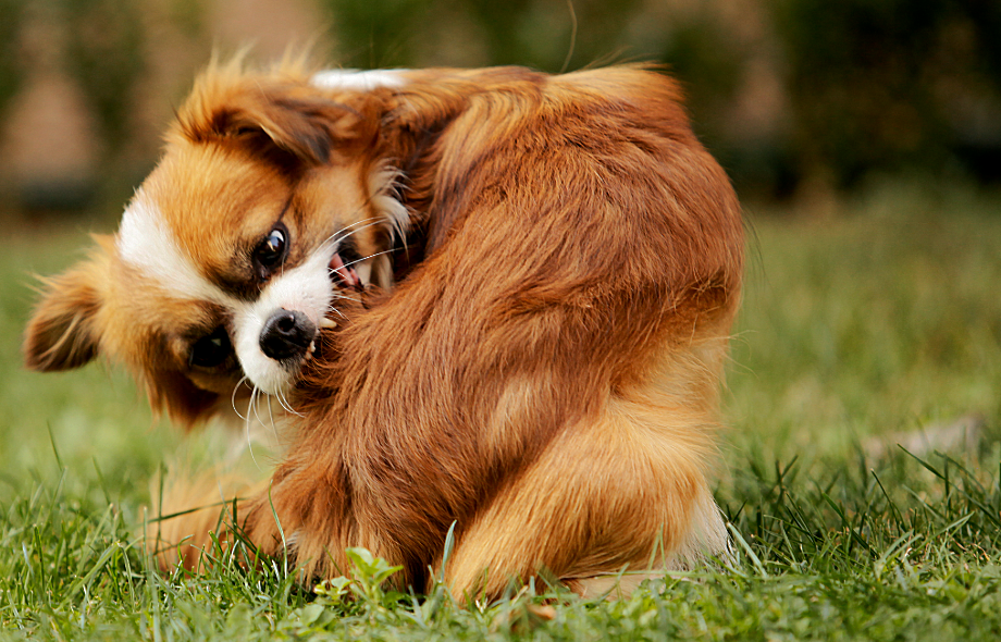 Dog scratching and biting their itchy skin | Pawsquad advice