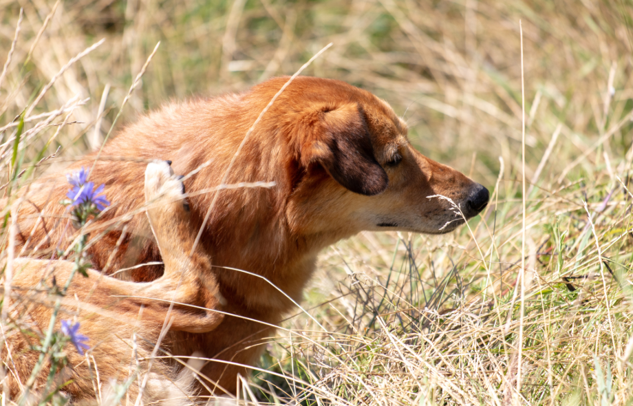 dog scratching whilst-sitting in rass | pawsquad
