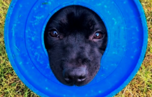 Safe Outdoor Play for Dogs: What to Throw, What to Avoid, and How to Keep Playtime Fun | Pawsquad