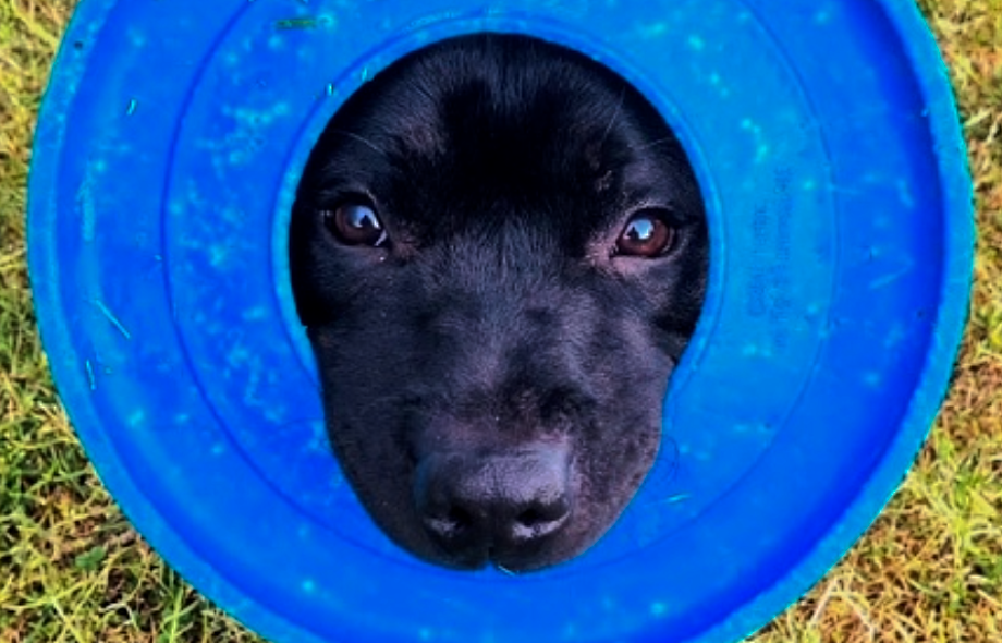 Safe Outdoor Play for Dogs: What to Throw, What to Avoid, and How to Keep Playtime Fun | Pawsquad