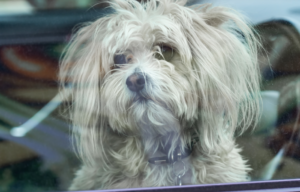 Dogs in Hot Cars | Pawsquad Online vet Advice
