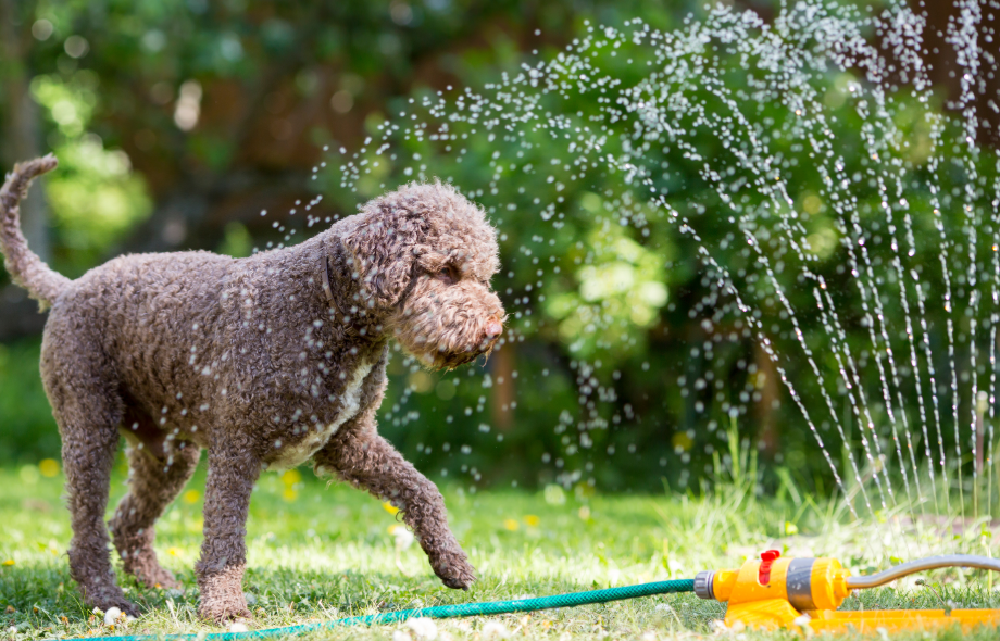 A dog Keeping cool with a garden sprinkler | Pawsquad Online vet Advice