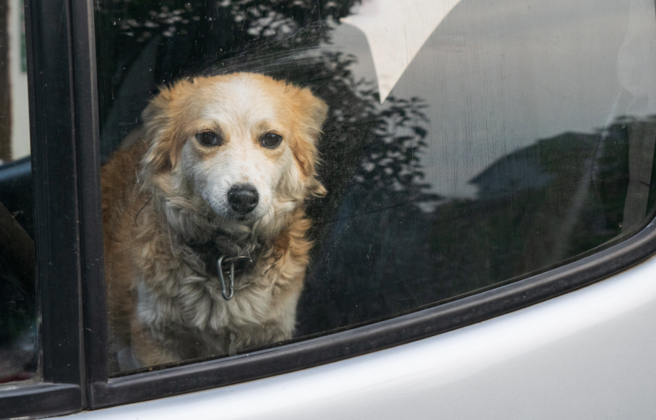 A dog peering out of a car window | Pawsquad Online vet Advice